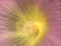 Alcea biennis